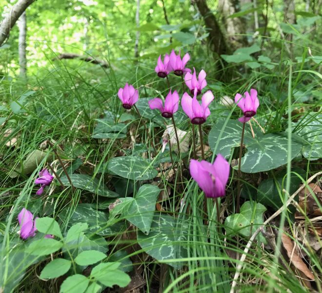 Fleurs cyclamen IMG_1727