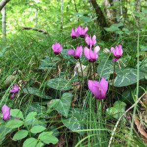 Fleurs cyclamen IMG_1727